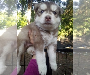 Siberian Husky Puppy for sale in FLORENCE, SC, USA