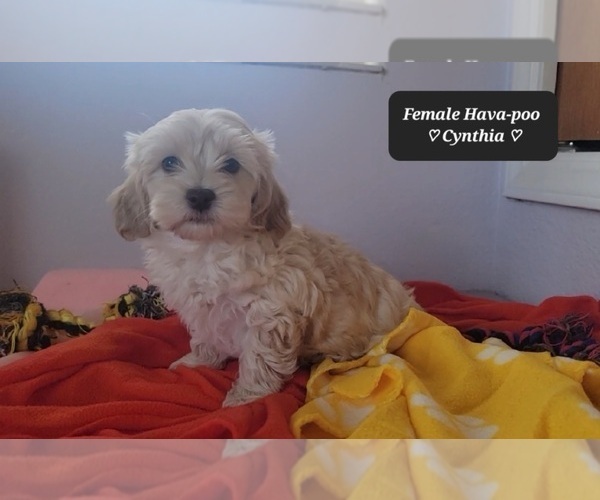 Medium Photo #3 Havanese Puppy For Sale in TUCSON, AZ, USA