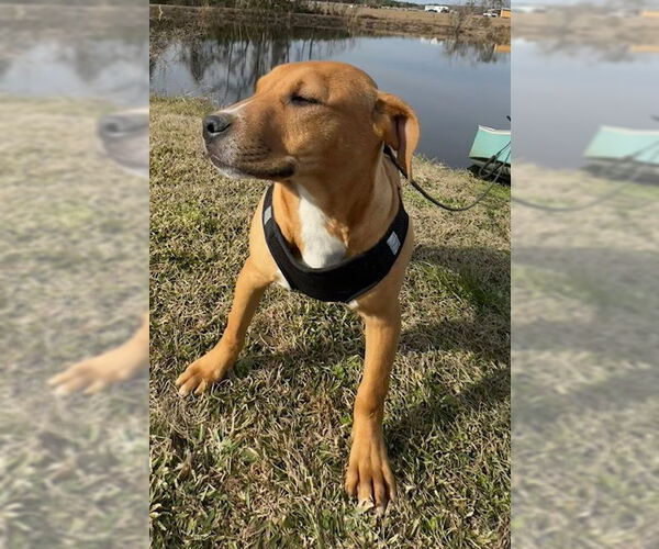 Medium Photo #2 Bulldog-Labrador Retriever Mix Puppy For Sale in Tarrytown, GA, USA