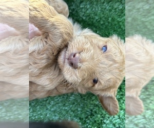 F2 Aussiedoodle Puppy for sale in DOUGLASVILLE, GA, USA