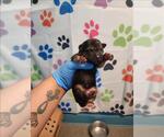 Small German Shepherd Dog