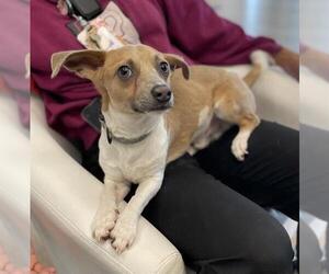 Chiweenie Dogs for adoption in Baytown, TX, USA