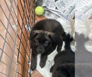 Kodiak (NY-Sarah) - Male German Shepherd Dog-Unknown Mix Dog for Adoption