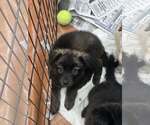 Kodiak (NY-Sarah) - Male German Shepherd Dog-Unknown Mix Dog for Adoption - Small photo