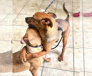 Willow and Sage - Female Boxador Dog for Adoption - Photo #2