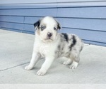 Small Photo #8 Australian Shepherd Puppy For Sale in LODA, IL, USA