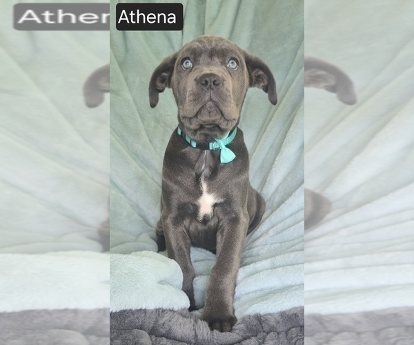 Medium Photo #12 Cane Corso Puppy For Sale in MINERAL WELLS, WV, USA