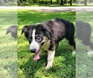 Miniature Australian Shepherd Puppy for sale in HARDY, AR, USA