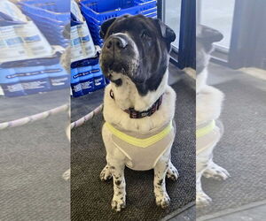 Bernard - Male Pug-Unknown Mix Dog for Adoption - Photo #2