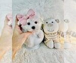 Small #13 Maltese