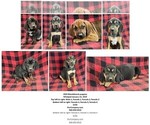 Image preview for Ad Listing. Nickname: Litter of 3