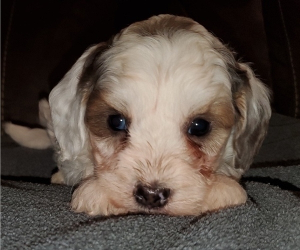 Medium Photo #19 Bernedoodle (Miniature) Puppy For Sale in LEETONIA, OH, USA