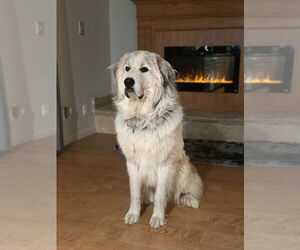 Great Pyrenees Dogs for adoption in Bountiful, UT, USA