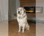 Small Great Pyrenees