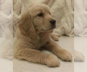 Golden Retriever Puppy for sale in CARTHAGE, NY, USA