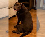 Small #3 Labrador Retriever Mix