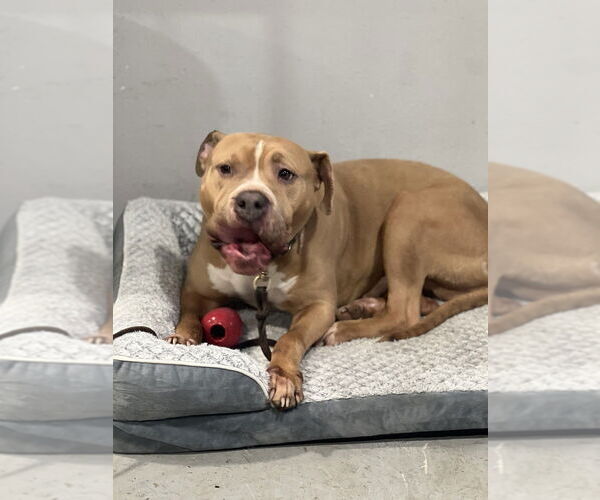 Medium Photo #7 American Staffordshire Terrier Puppy For Sale in Dana Point, CA, USA