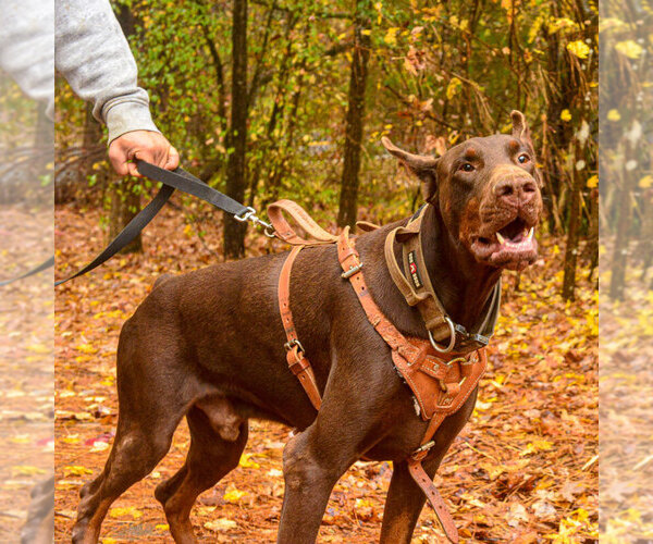 Medium Photo #83 Doberman Pinscher Puppy For Sale in FORT LAUDERDALE, FL, USA