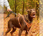 Small #19 Doberman Pinscher