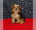 Small #6 Yorkshire Terrier