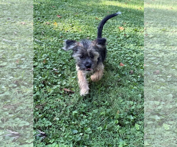 Medium Photo #1 Mutt Puppy For Sale in Germantown, OH, USA
