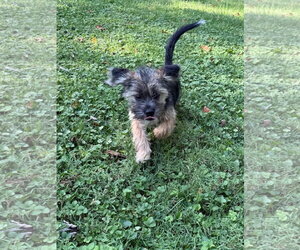 Mutt Dogs for adoption in Germantown, OH, USA