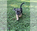 Small Mutt
