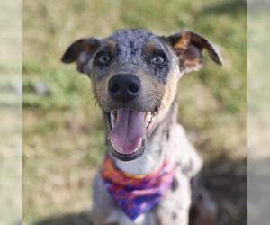 Catahoula Leopard Dog Dogs for adoption in San Antonio, TX, USA