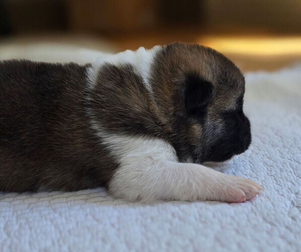 Medium Photo #1 Akita Puppy For Sale in STRAFFORD, MO, USA