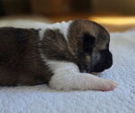 Puppy Ruger Akita
