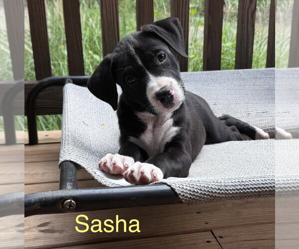 Medium Photo #1 American Staffordshire Terrier-Unknown Mix Puppy For Sale in Parker Ford, PA, USA