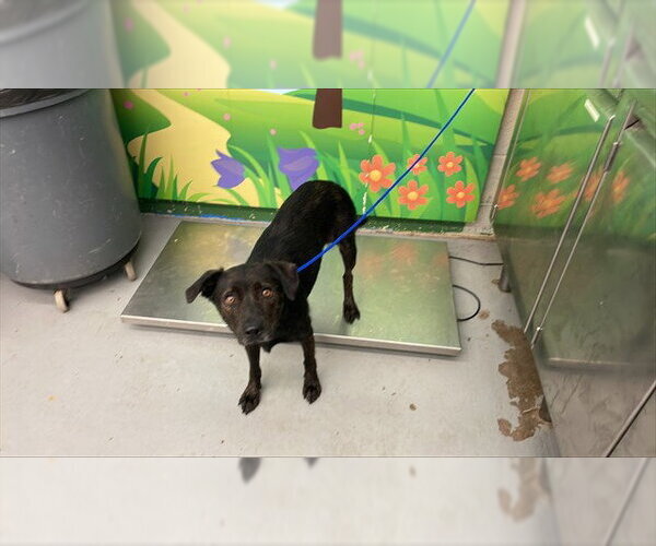 Medium Photo #1 American Staffordshire Terrier-Unknown Mix Puppy For Sale in Waco, TX, USA