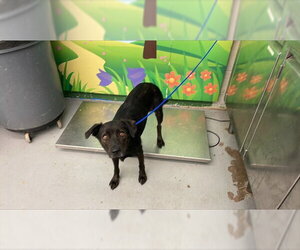 American Staffordshire Terrier-Unknown Mix Dogs for adoption in Waco, TX, USA