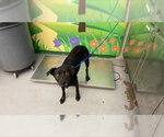 TOOTSIE - Female American Staffordshire Terrier-Unknown Mix Dog for Adoption - Small photo
