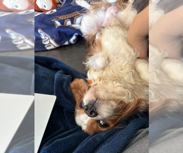 Medium Photo #3 Cavalier King Charles Spaniel Puppy For Sale in Mukwonago, WI, USA