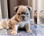 Small #12 English Bulldog