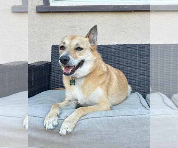 Medium Photo #6 Labrador Retriever-Unknown Mix Puppy For Sale in San Diego, CA, USA