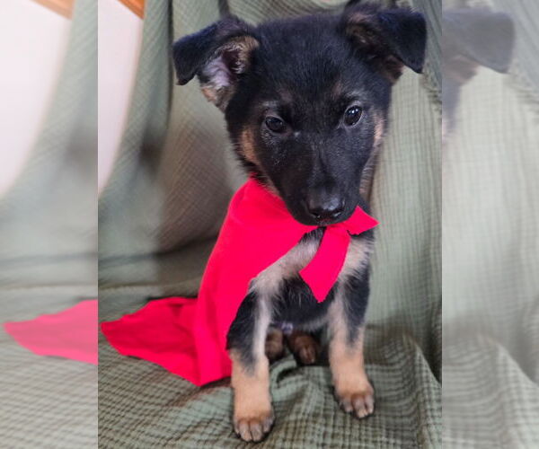Medium Photo #2 German Shepherd Dog Puppy For Sale in Minneapolis, MN, USA