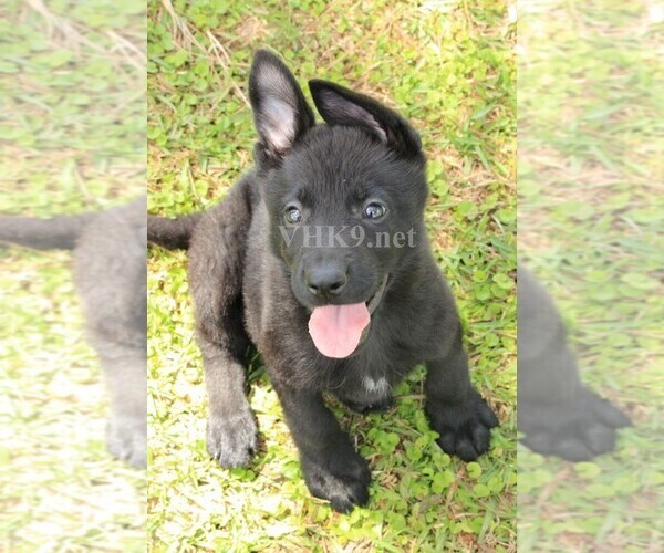 Medium Photo #4 German Shepherd Dog Puppy For Sale in MIAMI, FL, USA