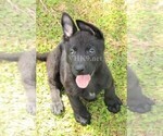 Small Photo #4 German Shepherd Dog Puppy For Sale in MIAMI, FL, USA