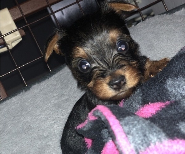 Medium Photo #7 Yorkshire Terrier Puppy For Sale in KISSIMMEE, FL, USA