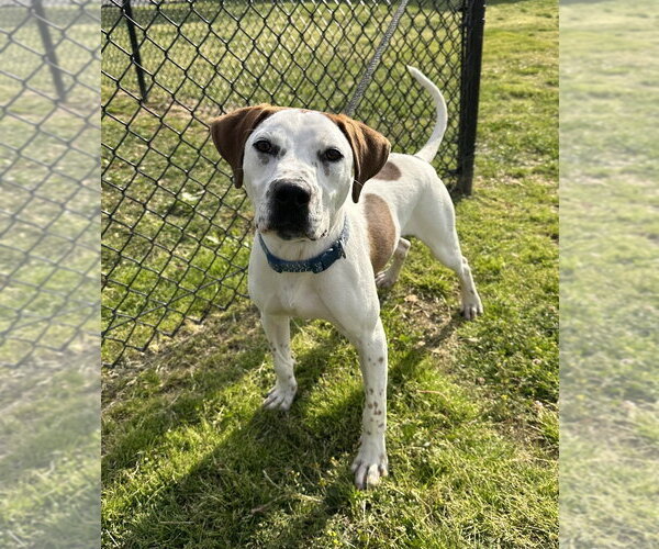 Medium Photo #8 Mutt Puppy For Sale in Evansville, IN, USA