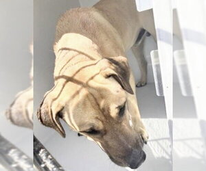 Labrador Retriever-Unknown Mix Dogs for adoption in Houston, TX, USA