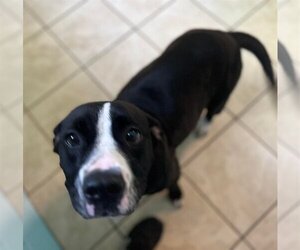American Staffordshire Terrier-Basset Hound Mix Dogs for adoption in Staley, NC, USA