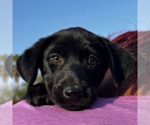 Labrador Retriever-Unknown Mix Dogs for adoption in Fort Worth, TX, USA