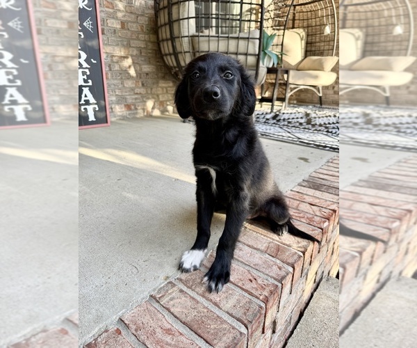 Medium Photo #2 Golden Shepherd Puppy For Sale in GREENFIELD, IN, USA