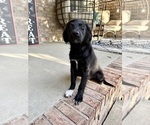 Small #1 Golden Shepherd