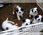 Small Photo #6 Saint Bernard Puppy For Sale in ONONDAGA, MI, USA
