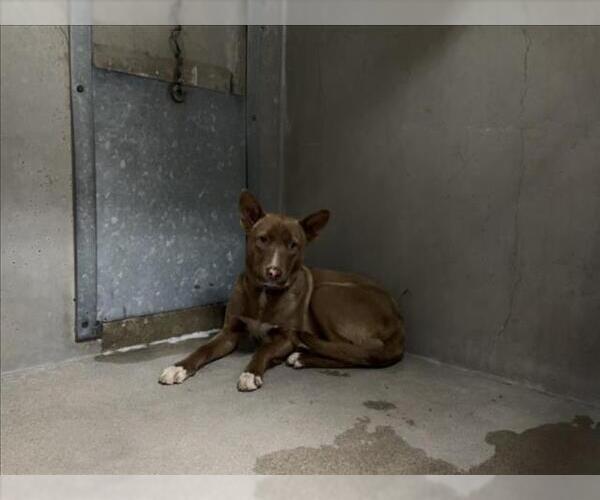 Medium Photo #1 Siberian Husky-Unknown Mix Puppy For Sale in San Bernardino, CA, USA