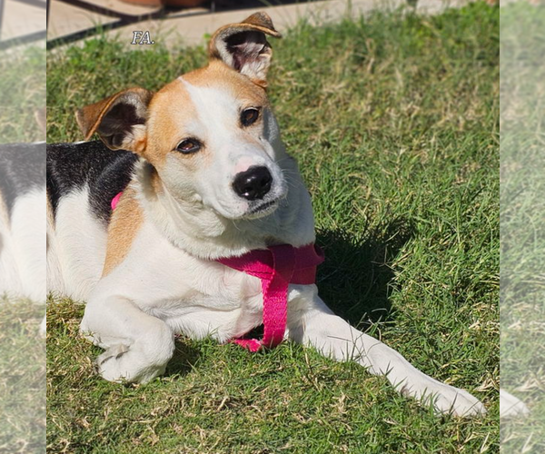 Medium Photo #6 Beagle-Unknown Mix Puppy For Sale in McKinney, TX, USA